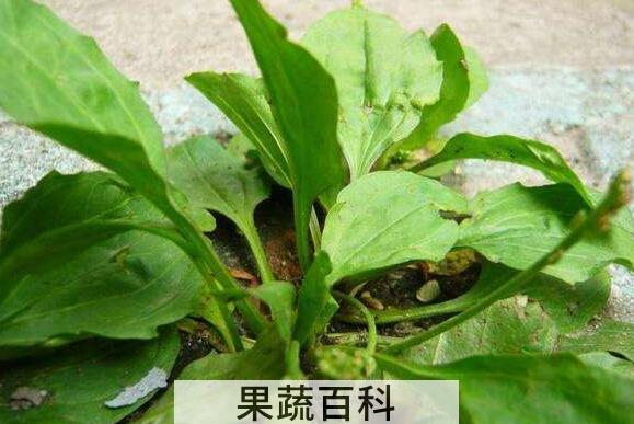 车前草怎么吃最好 车前草的食用方法
