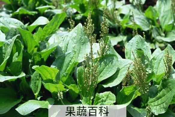 车前草怎么吃最好 车前草的食用方法