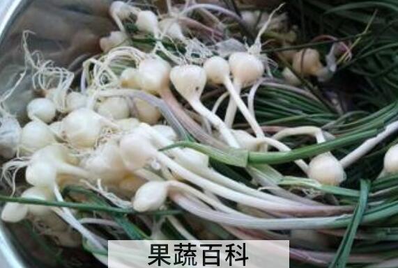 野蒜怎么晒干 晒干的野蒜怎么吃