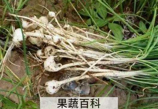 野蒜怎么晒干 晒干的野蒜怎么吃