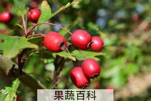 野瑰果的功效与作用