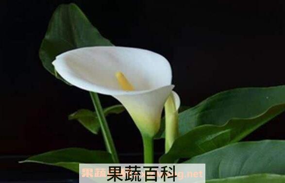海芋的功效与作用 海芋怎么养