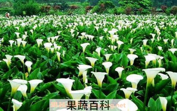 海芋的功效与作用 海芋怎么养