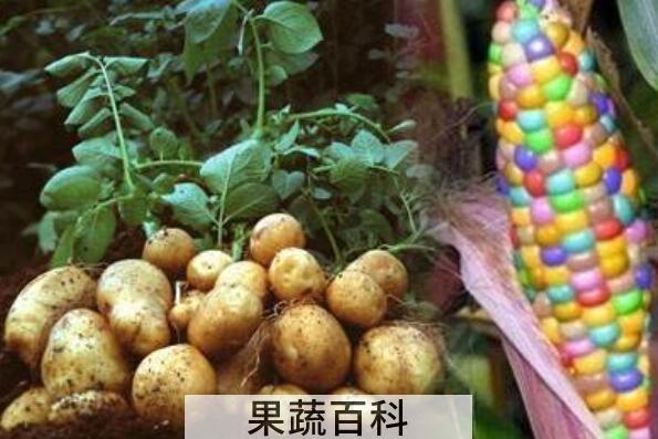 转基因食品能吃吗 转基因食品的危害