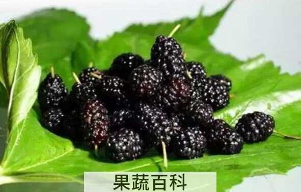 桑葚片的作用与功效