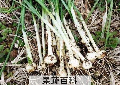 野蒜的功效与作用 野蒜的危害