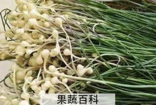 野蒜的功效与作用 野蒜的危害