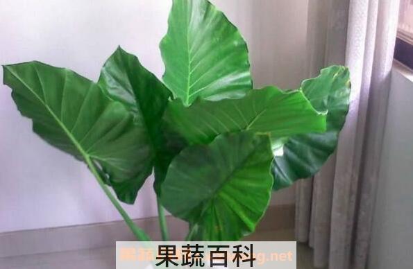 滴水观音和海芋花的区别