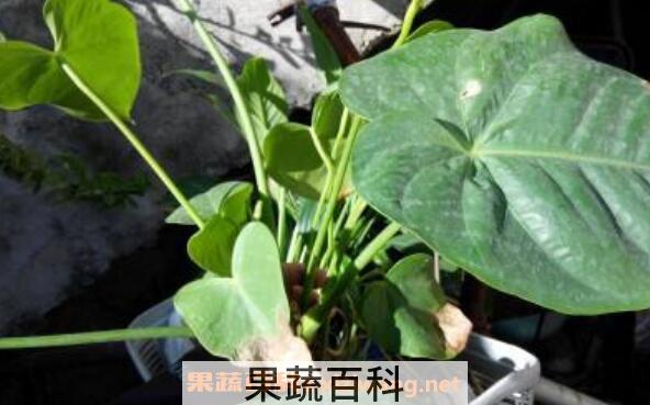 滴水观音和海芋花的区别