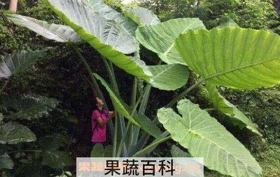 大野芋有毒吗 大野芋毒性如何解