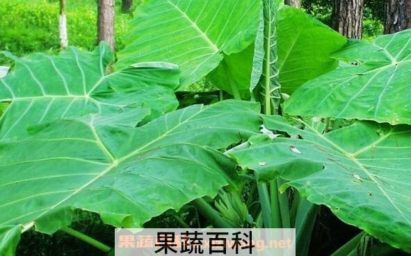 大野芋有毒吗 大野芋毒性如何解