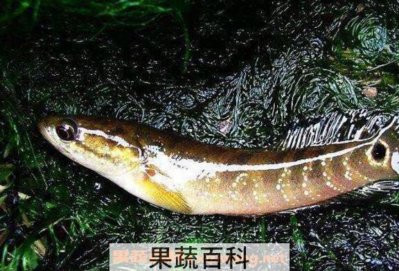 七星鱼的功效与作用 七星鱼的食用禁忌