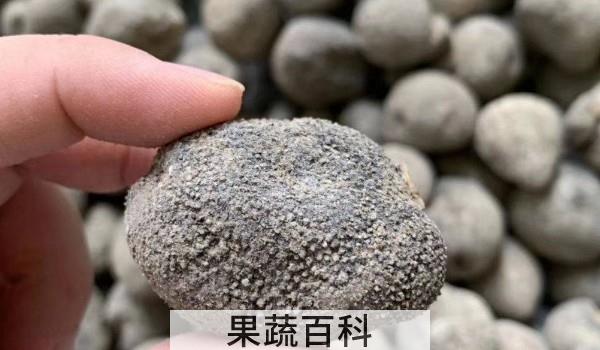 海参和球参的营养区别