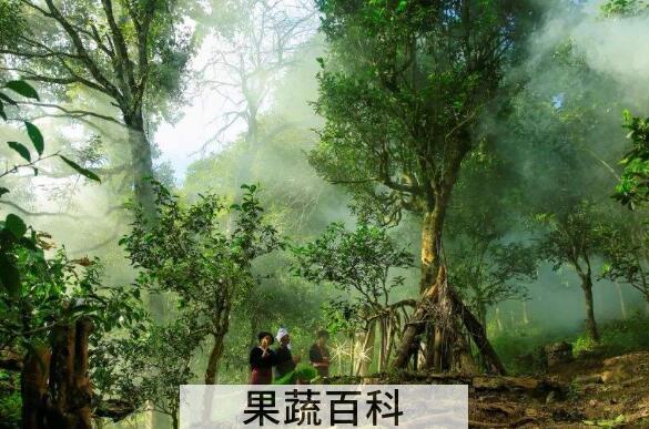 雨林古树茶的功效与作用
