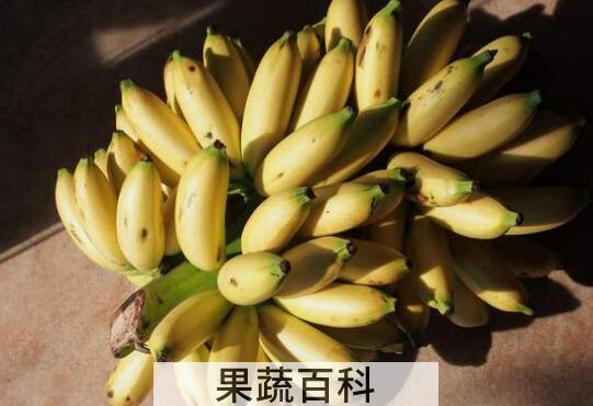 皇帝蕉和小米香蕉的区别 小米蕉的营养价值