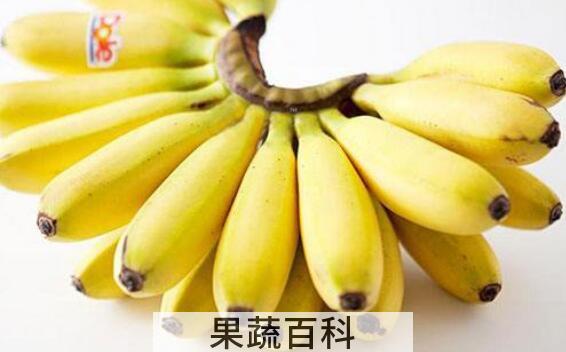 皇帝蕉和小米香蕉的区别 小米蕉的营养价值