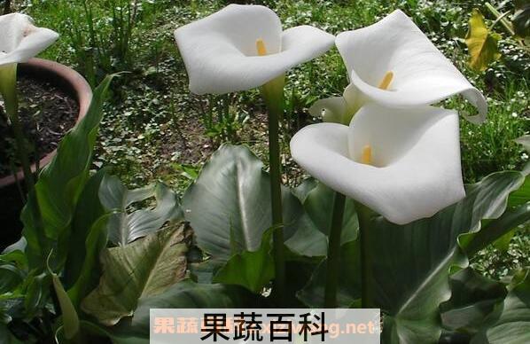 马蹄莲和海芋的区别