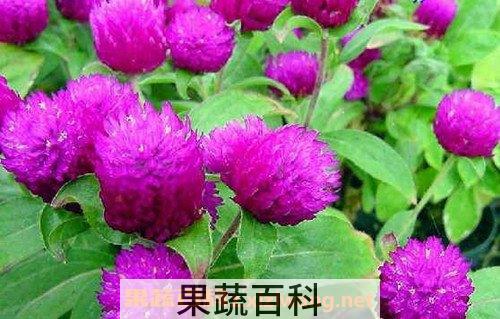 千日红