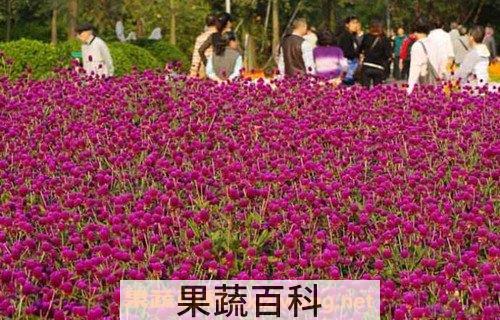 千日红