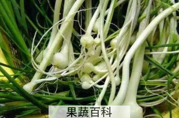 野葱头怎么腌制好吃 野葱的腌制方法家常