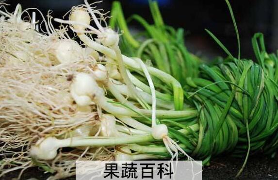 野葱头怎么腌制好吃 野葱的腌制方法家常