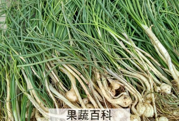 野葱哪些人不能吃 吃野葱的禁忌