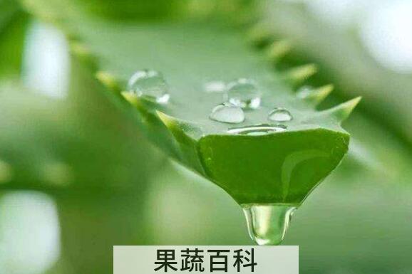 芦荟油是怎么制作的 芦荟油的功效与作用