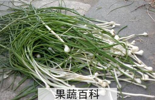 野生小蒜怎么吃 野生小蒜的吃法大全