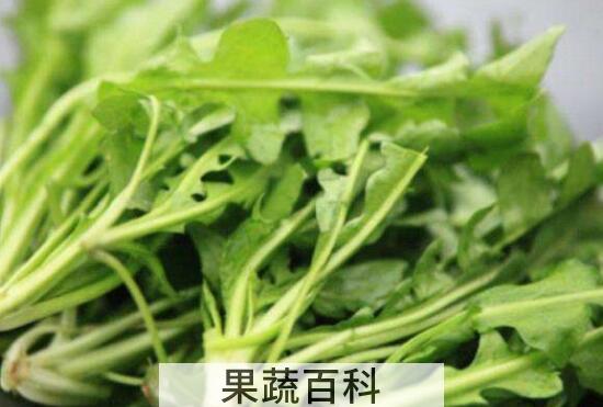 荠菜怎么做最好吃 什么人不能吃荠菜