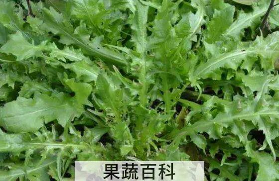 荠菜怎么做最好吃 什么人不能吃荠菜