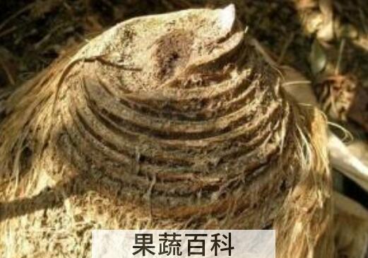 芭蕉根的功效与作用及禁忌