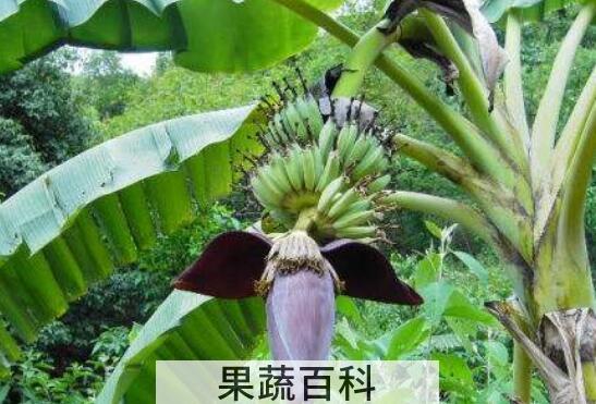 芭蕉根的功效与作用及禁忌