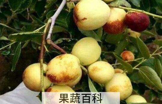 什么是梨枣 梨枣的特点和功效