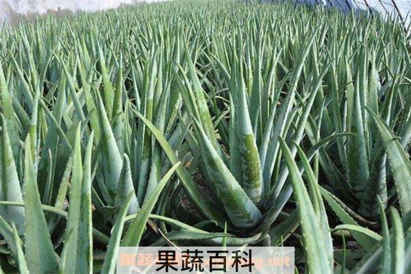 库拉索芦荟