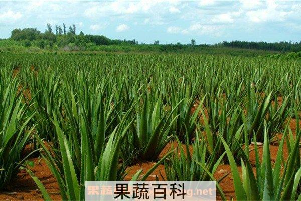 库拉索芦荟