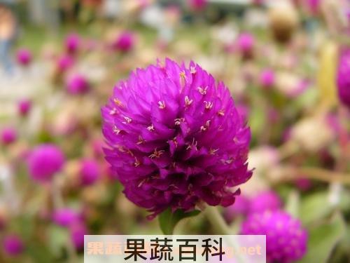 千日红