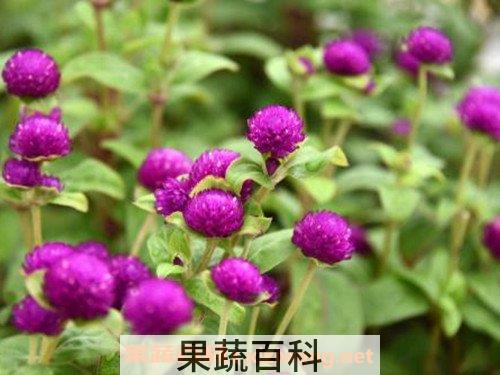 千日红