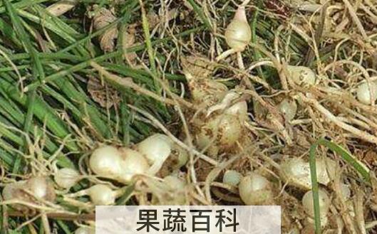 小蒜的功效与作用 小蒜的吃法
