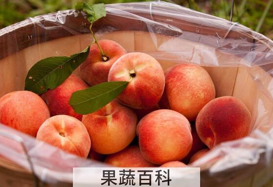 吃熟桃子的功效与作用
