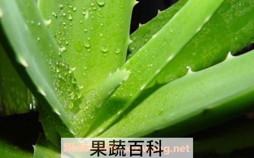 芦荟