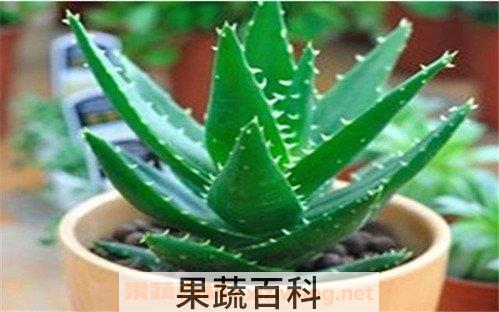 芦荟