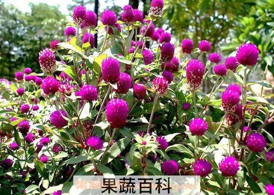 千日红