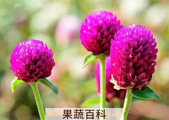 千日红