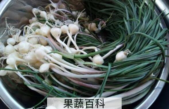 野葱和野蒜的区别