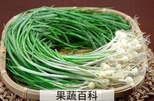 野蒜的禁忌有哪些 野蒜为什么有毒