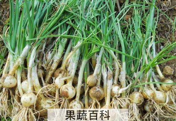 野蒜的禁忌有哪些 野蒜为什么有毒