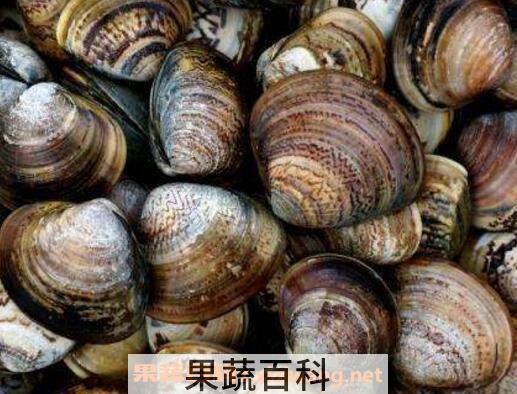 文蛤如何清洗最干净 文蛤的清洗方法