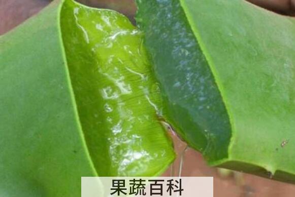 芦荟汁液的功效与作用
