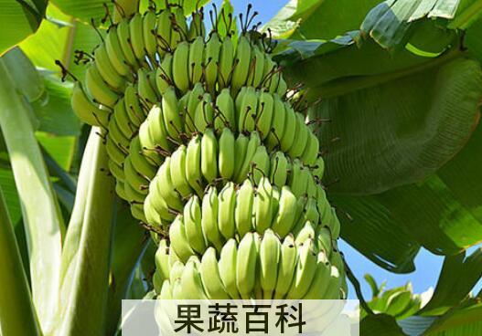 青香蕉怎么快速熟 青香蕉催熟最快方法