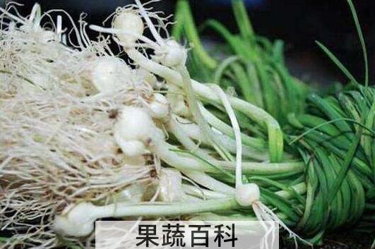 野蒜怎么吃功效最好 野蒜能吃吗